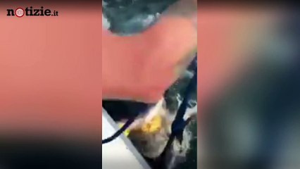 Download Video: Stati Uniti, squalo sorprende pescatori al largo | Notizie.it