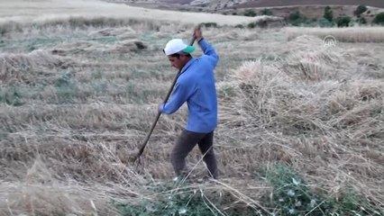 Gercüş'te arpa ve mercimek hasadı