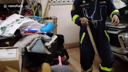 Huge python found on car engine in Thailand