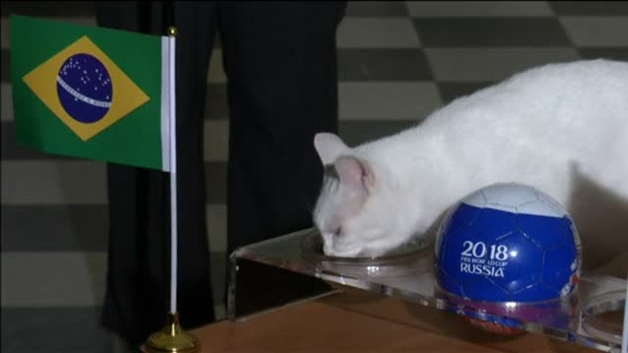 El gato Aquiles predice una victoria de Brasil ante Costa Rica