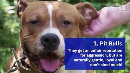 The 5 Best Dogs To Bring To Your Office (Take Your Dog To Work Day)