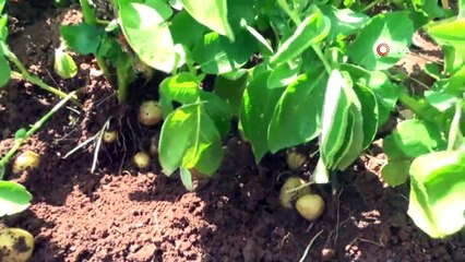 Siirt’te ilk kez patates üretimi gerçekleşti