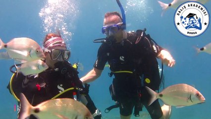 Karagözler ve Dalgıçlar / Fish And Divers
