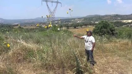 "Tülüşah"ı tanıtmak için uluslararası proje