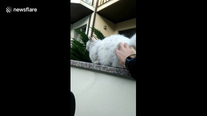 Hilarious moment cat rolls too far and falls off a wall in Portugal