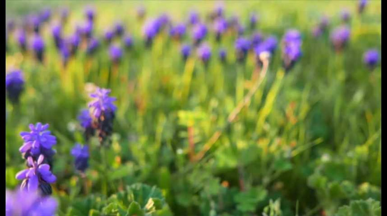 Été 2019: qu'est-ce que le solstice d'été de ce...