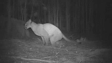 Se confirma que grandes felinos dejan mensajes a otros miembros de su especie