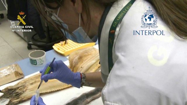 Desarticulan banda de tráfico internacional de especies protegidas