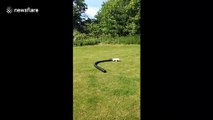 Excitable US dog runs in circles with giant tube on its head