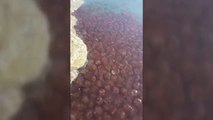 La costa malagueña sufre una plaga de medusas