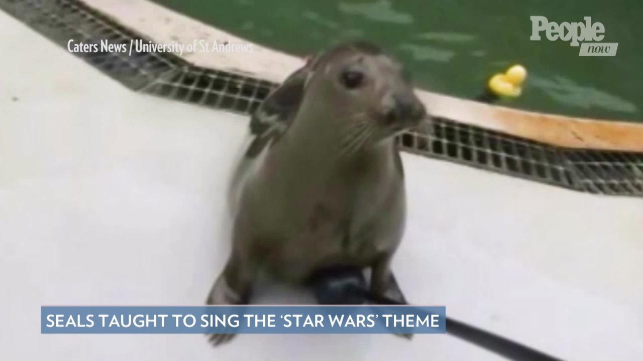 Seals in Scotland Were Taught to Sing the 'Star Wars' Theme — Watch