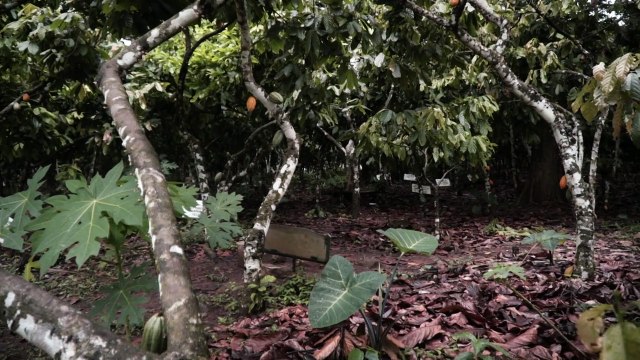Au Ghana, lueur d'espoir chez les producteurs de cacao