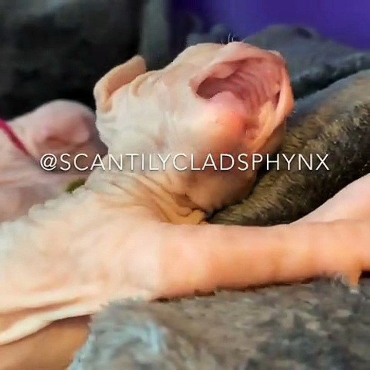 Ce bébé sphinx apprend à se toiletter. Trop cute !