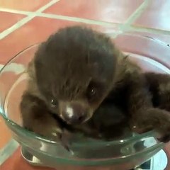 Un bébé paresseux pleure sa maman. Émouvant !