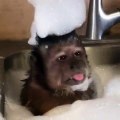 Un bon bain moussant est tout ce qu'il faut pour ces beaux petits singes. Adorable !