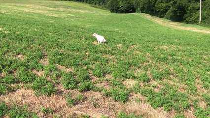 OPALE JUIN 2019 MISE EN PRESENCE SUR CAILLE