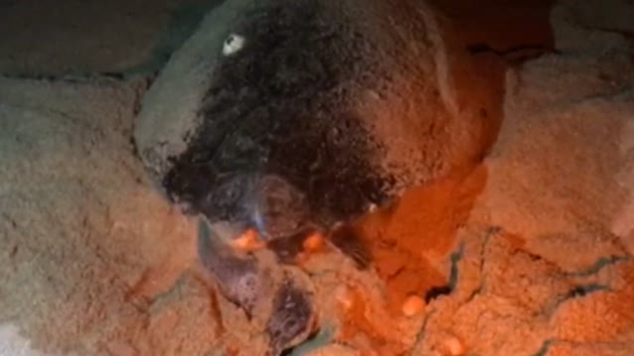 Una tortuga boba pone más de cien huevos en una playa de Mataró