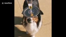 Pup some bubbly: Adorable dog expertly serves champagne
