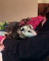 Cet opossum refuse de dormir loin de son maître. Trop mimi !!
