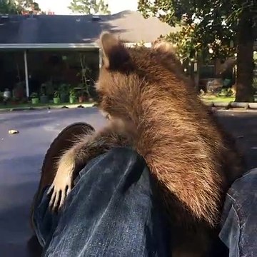 Lorsqu'un raton laveur réclame des caresses. Trop chou !
