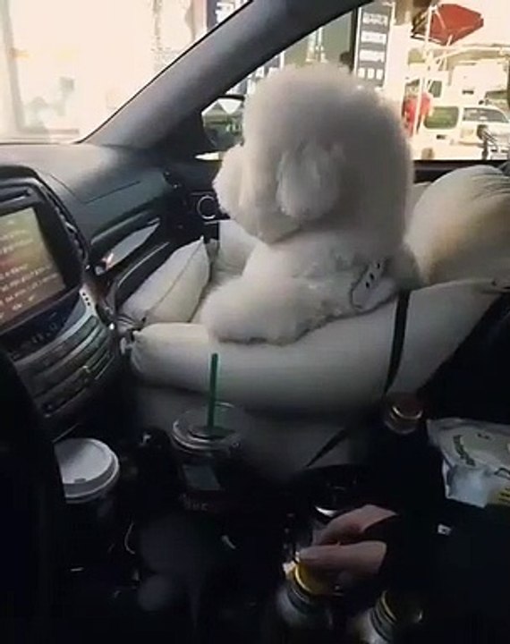 Ce splendide chiot poilu aime s’asseoir devant dans la voiture. Trop chou !!