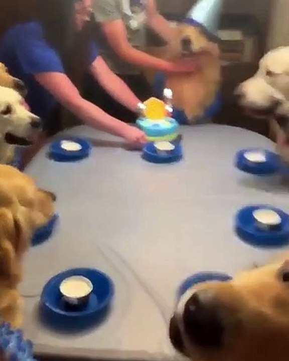 L'anniversaire de ces chiens Goldens est très festif. Admirez !