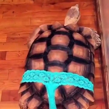 Cette tortue qui porte un slip va vous faire pleurer de rire !!