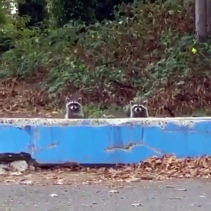 Ces ratons laveurs sont d'humeurs joueurs. Observez ce qu'ils font !!