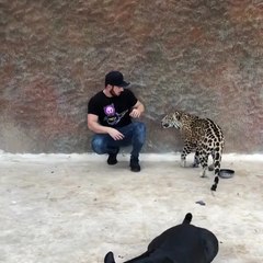 Son jaguar de compagnie le prend par surprise
