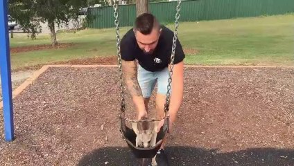 Cet homme joue avec son kangourou de compagnie... Adorable