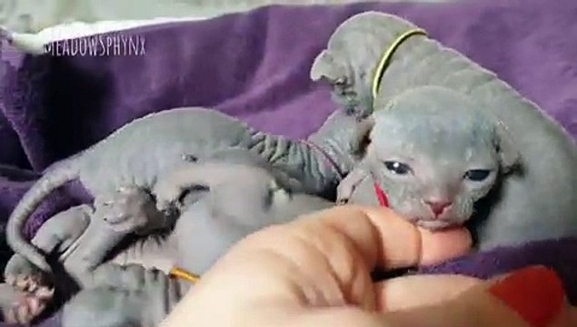 Regardez ces minuscules bébés sphinx est un pur paradis !!