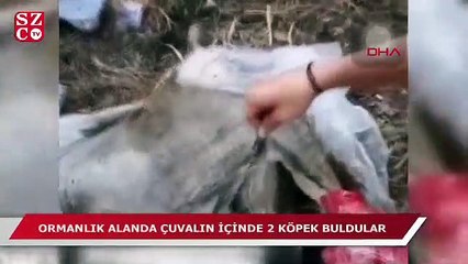 Ormanlıkta çuval içinde biri ölü, diğeri ölmek üzere olan iki köpek bulundu