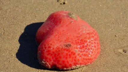 Here’s the Deal with Those Slimy, Brain-Like Blobs Washing Ashore in Florida and the Carolinas