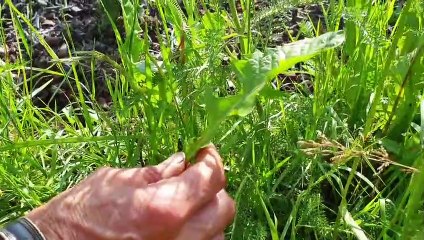 Rosliny Jadalne Czerwiec