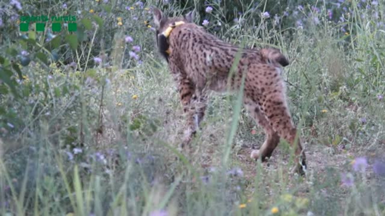 Capturado Litio, el lince viajero
