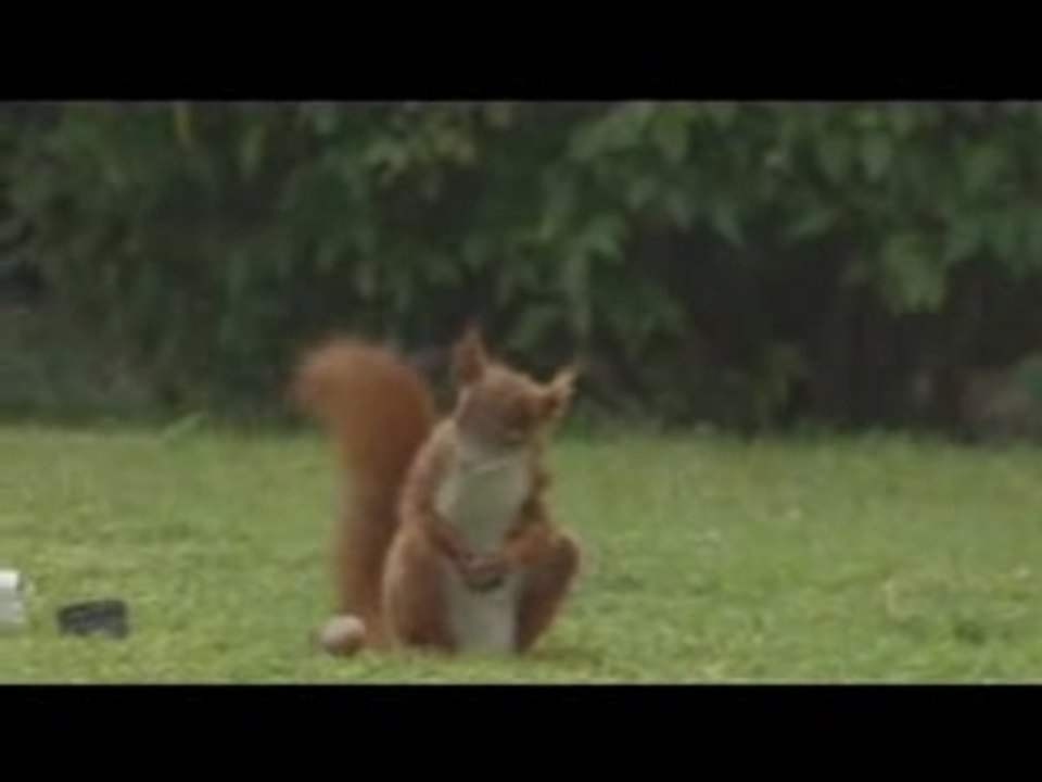 Squirrelsoccer