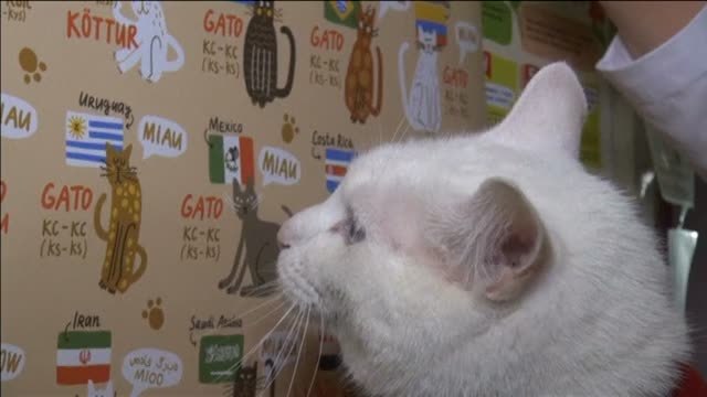 Aquiles será el sucesor del Pulpo Paul en el Mundial de Rusia