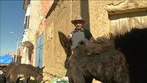 Leche de burra, la milagrosa bebida que cura enfermedades en Bolivia