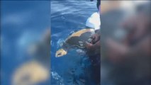 La Guardia Costera de EEUU rescata una tortuga enredada en las redes de unos pescadores