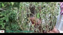 Primitive Technology Khmer Bird Trapping - Natural Life In Cambodia