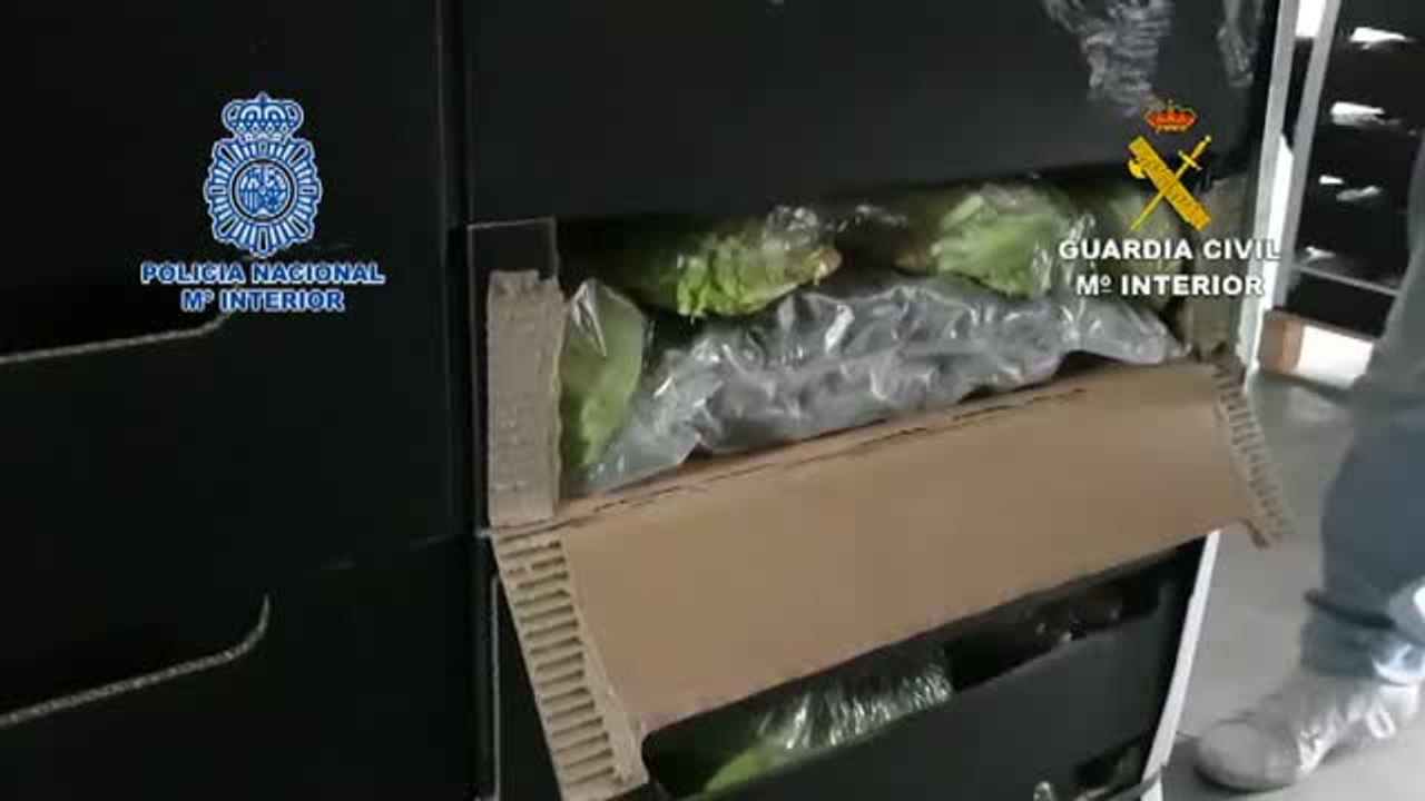 Marihuana entre lechugas