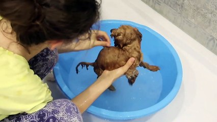 Annemden Gizli Köpeğimizi Yıkadık Bakım Yaptık Parfüm Sıktık! Yavru Köpek Banyosu! Bidünya Oyuncak