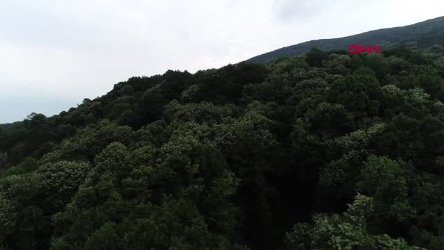 BURSA Türkiye'nin en büyük ıhlamur ormanında hasat başladı