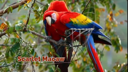 Most Beautiful Parrot Birds In The World