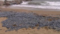 El viento y las corrientes marinas llevan a miles de medusas a las playas de Barcelona