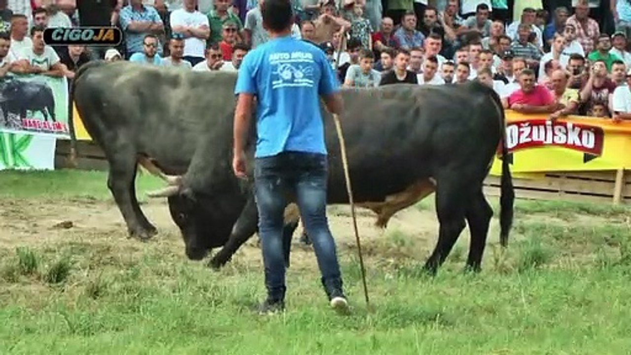 GUMENI ZEMLJA ZRAK VIR 2019