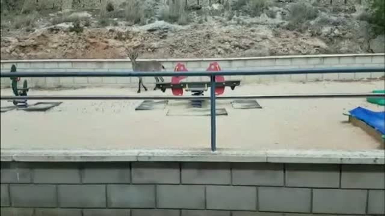 Una cabra en el cole