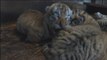 Un tigre da a luz a cinco crías en China