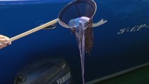 Una plaga de medusas venenosas invade las playas alicantinas