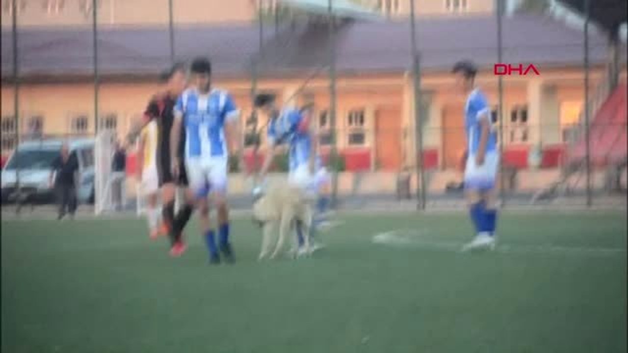 SPOR Oyun oynamak isteyen köpek sahaya girince maça ara verildi